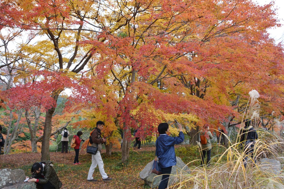 嵐山渓谷紅葉まつり 京都の嵐山に肩を並べる自然美 オマツリジャパン 毎日 祭日