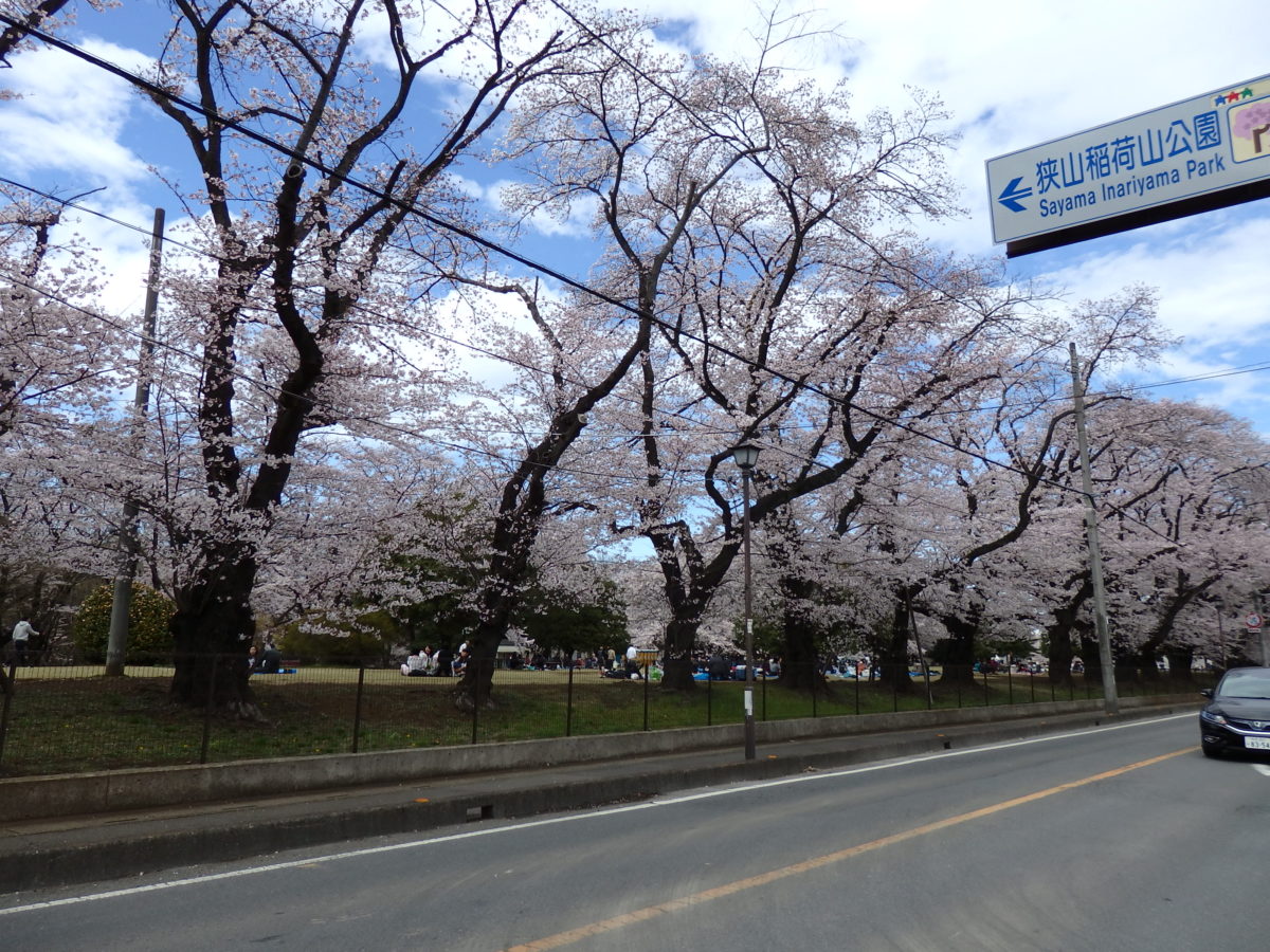 狭山稲荷山公園桜まつり かつての米軍基地で 長い枝を張り出し公園の上空を覆う桜の花 オマツリジャパン 毎日 祭日
