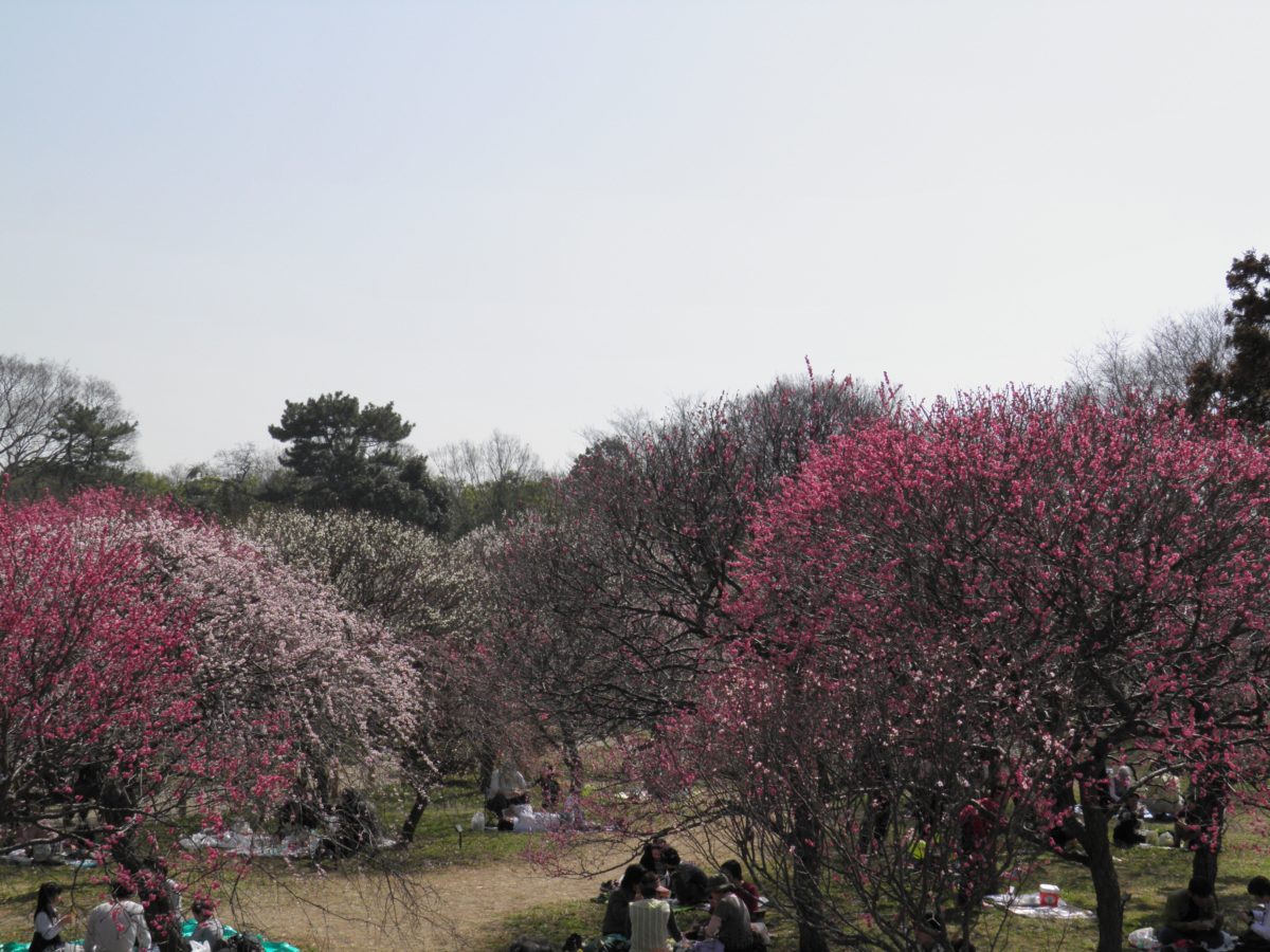 梅林 公園 越谷