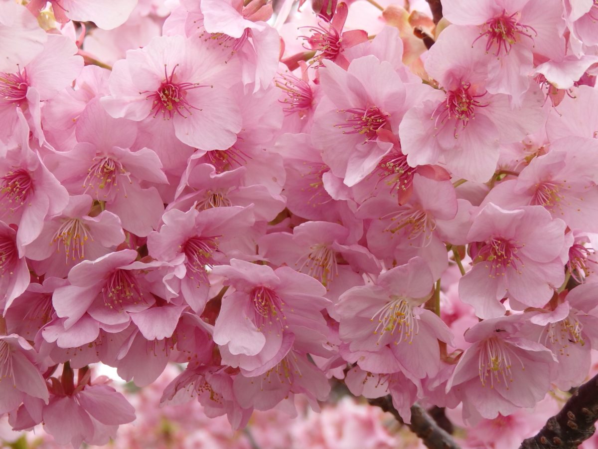 河津桜まつり 春を待ちきれない人に 近寄る春の訪れを知らせる早咲きの河津桜 オマツリジャパン 毎日 祭日