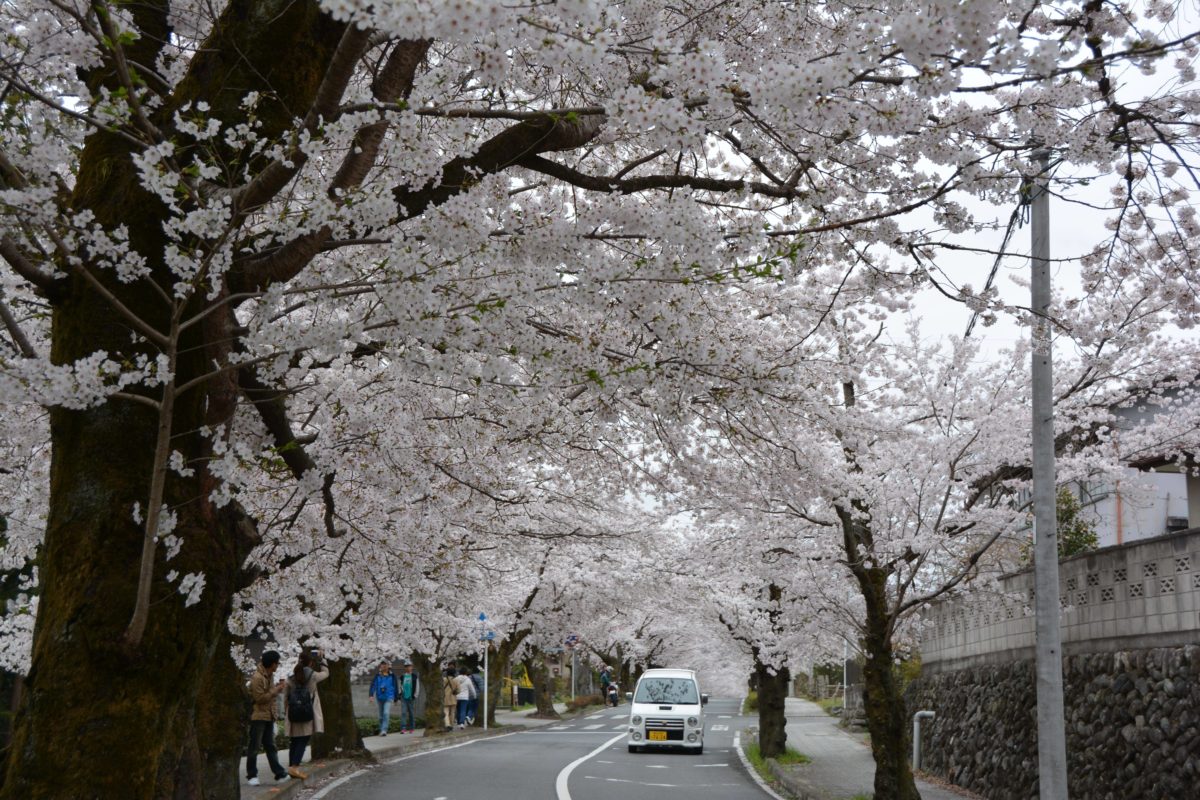 長瀞桜まつり 月日を変え長瀞の隅々を移動する桜の園 オマツリジャパン 毎日 祭日