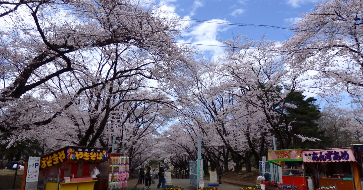 狭山稲荷山公園桜まつり かつての米軍基地で 長い枝を張り出し公園の上空を覆う桜の花 オマツリジャパン 毎日 祭日