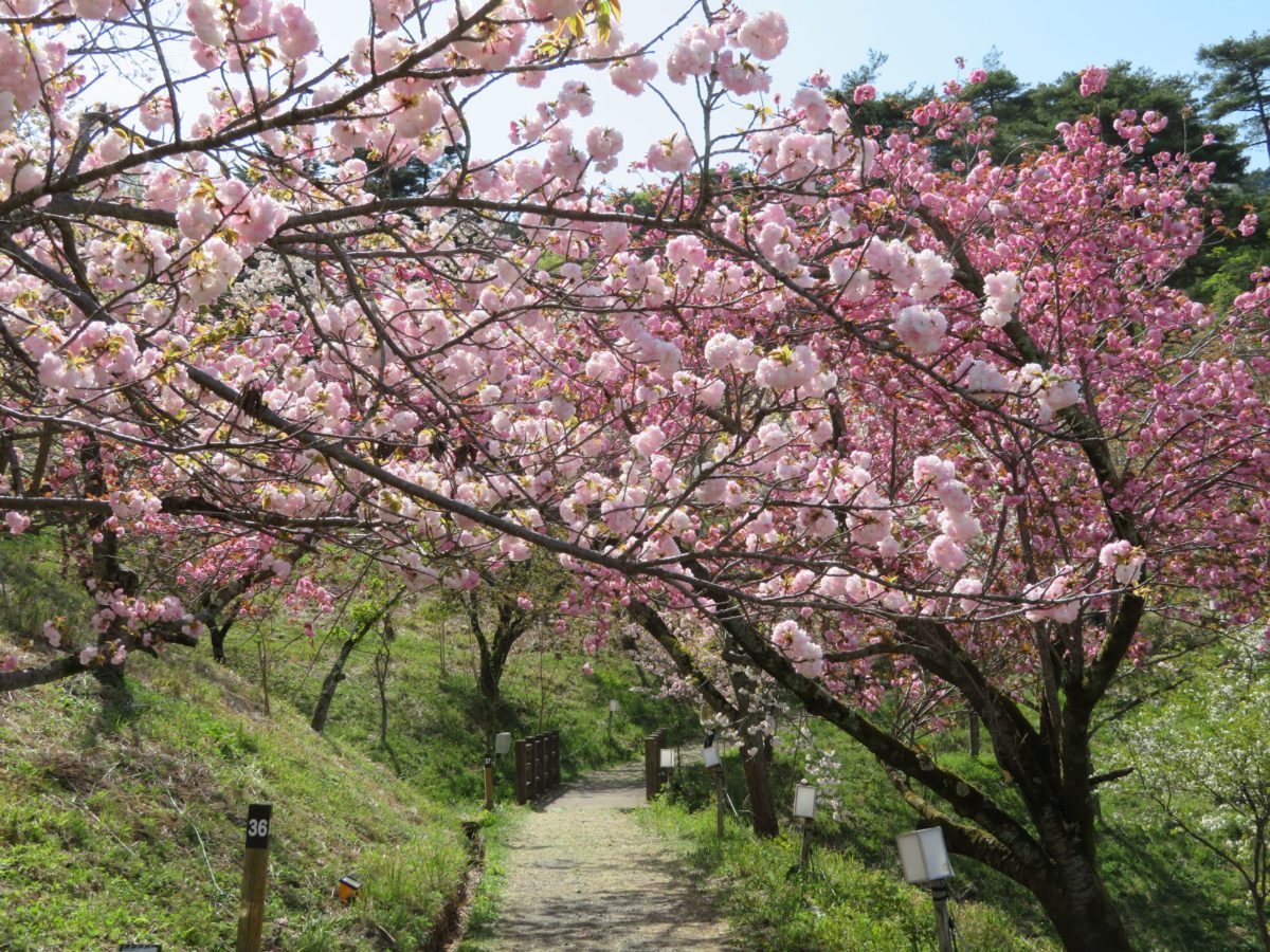 長瀞桜まつり 月日を変え長瀞の隅々を移動する桜の園 オマツリジャパン 毎日 祭日