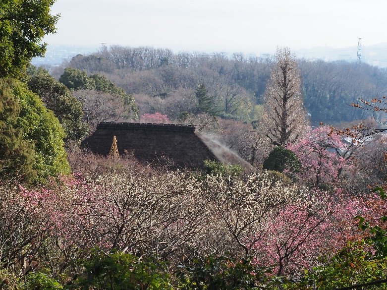 京王 百草 園