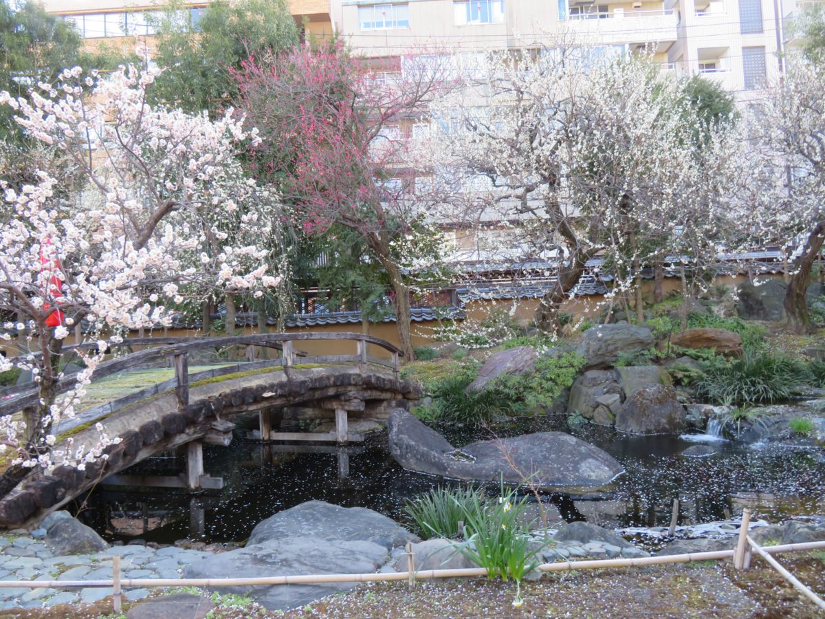 湯島天神梅まつり 菅原道真を祀る神社で白加賀が初春の彩りを放つ梅園 オマツリジャパン 毎日 祭日