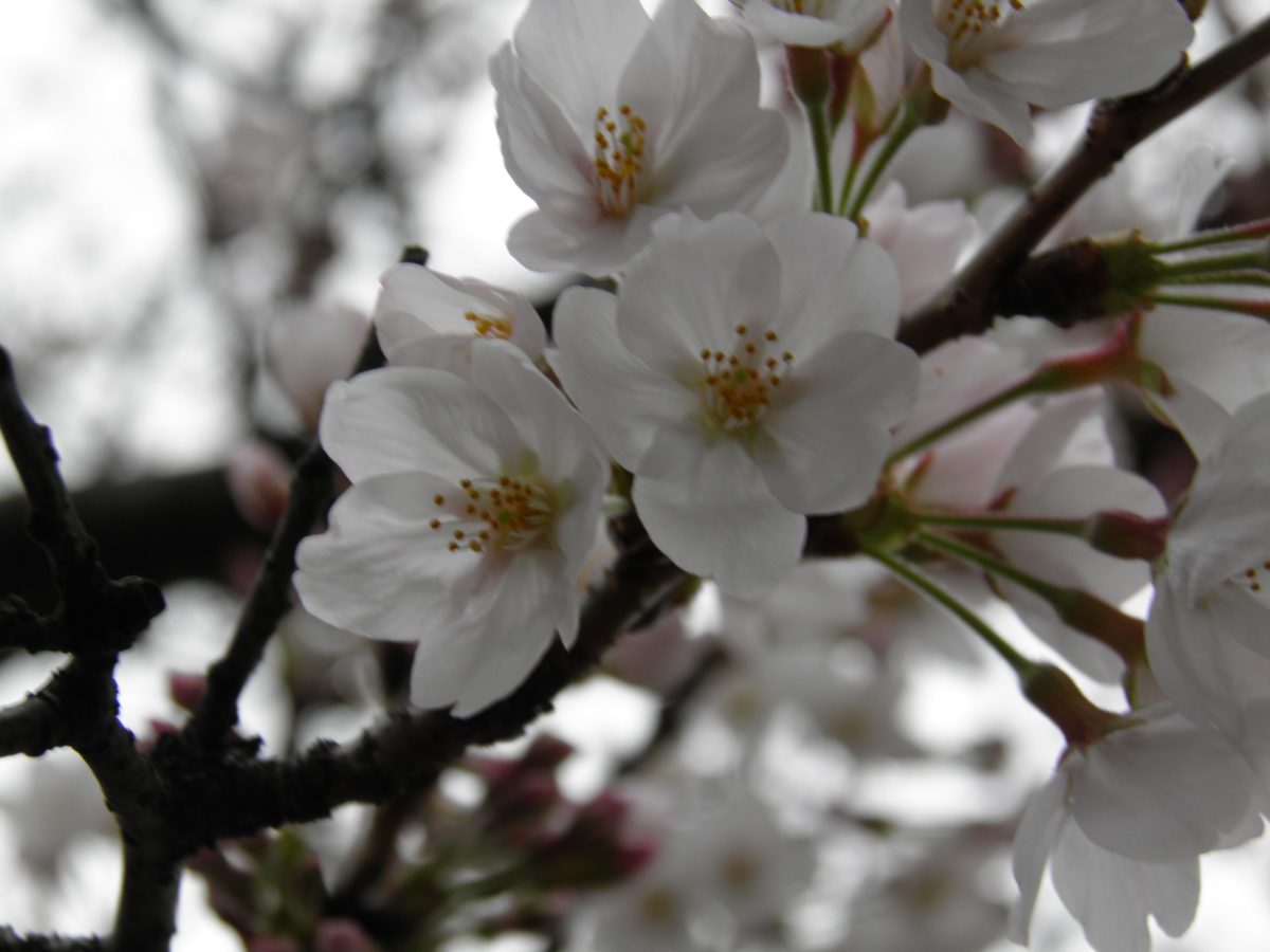 染井よしの桜まつり ソメイヨシノ誕生の地に染み渡る江戸時代の植木職人の息遣い オマツリジャパン 毎日 祭日