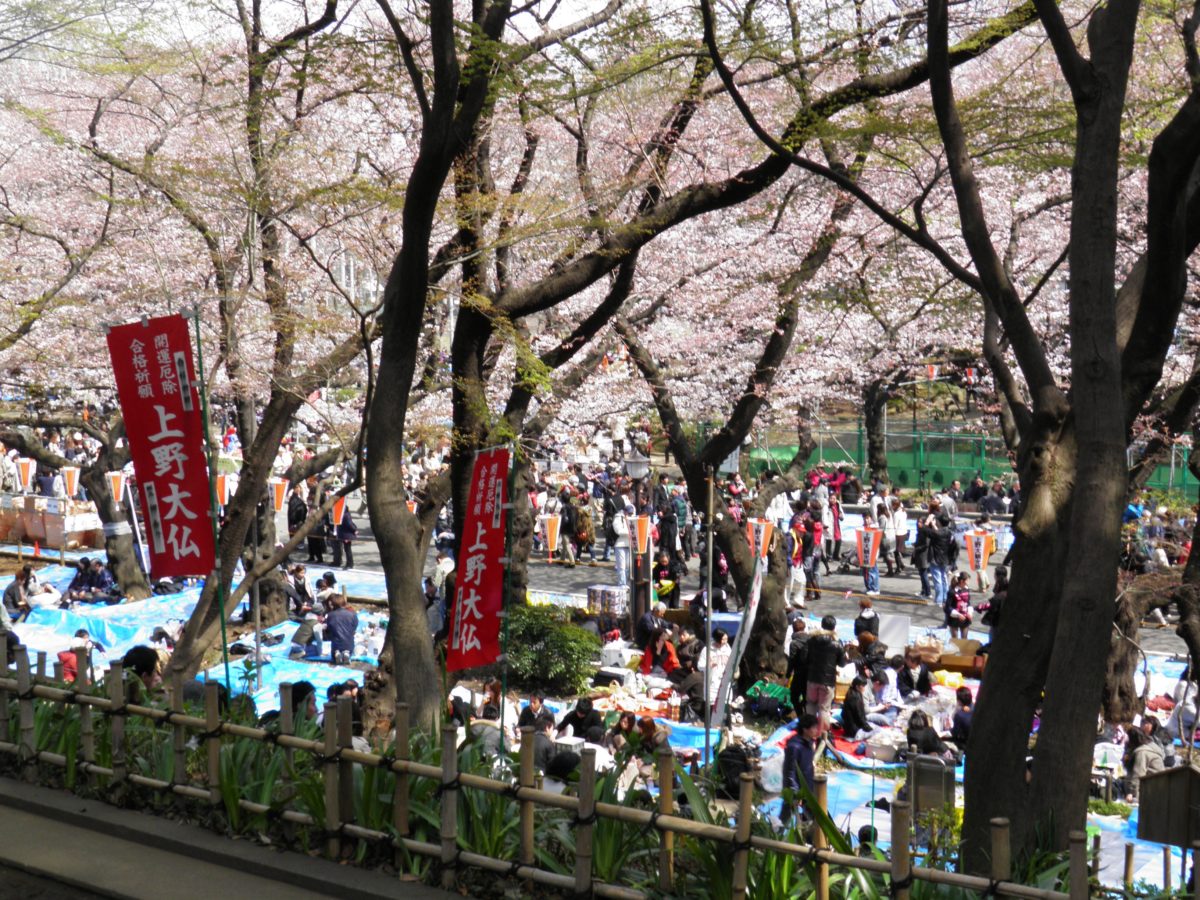 うえの桜まつり 元禄年間からの桜の名所に漂う江戸の春の情緒 オマツリジャパン 毎日 祭日