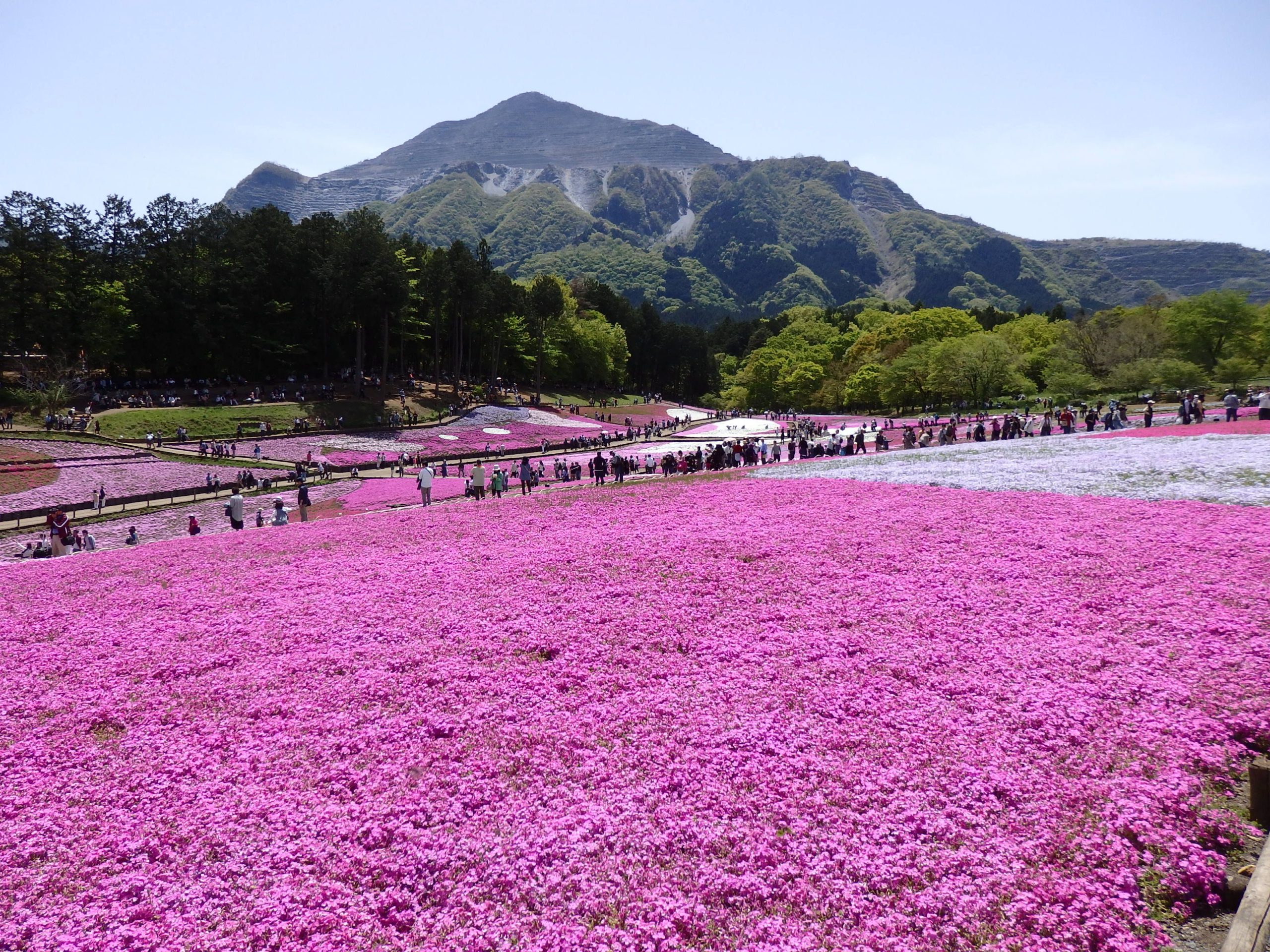 春の絶景スポット「羊山公園芝桜まつり2023」in秩父！ピンクと白