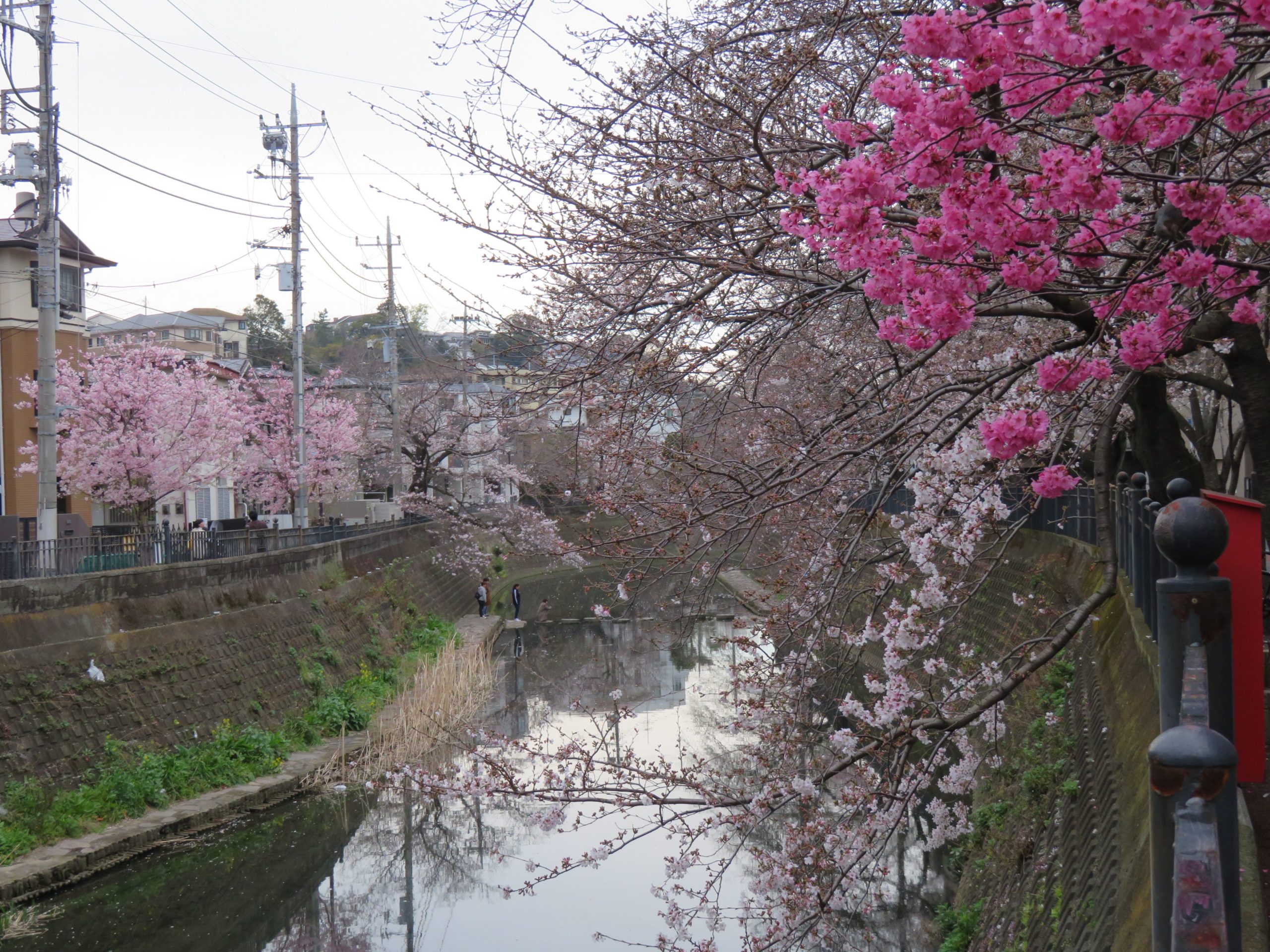 大岡川プロムナード桜まつり 観音橋から太田橋まで薄紅色の帯を繋ぐ桜並木 オマツリジャパン 毎日 祭日