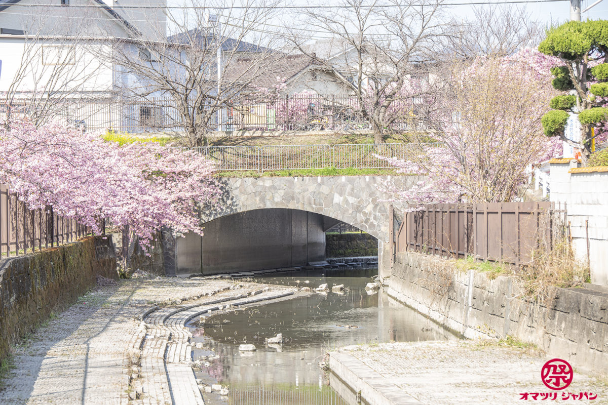 淀水路 河津桜 京都で一番早く咲く桜 オマツリジャパン 毎日 祭日