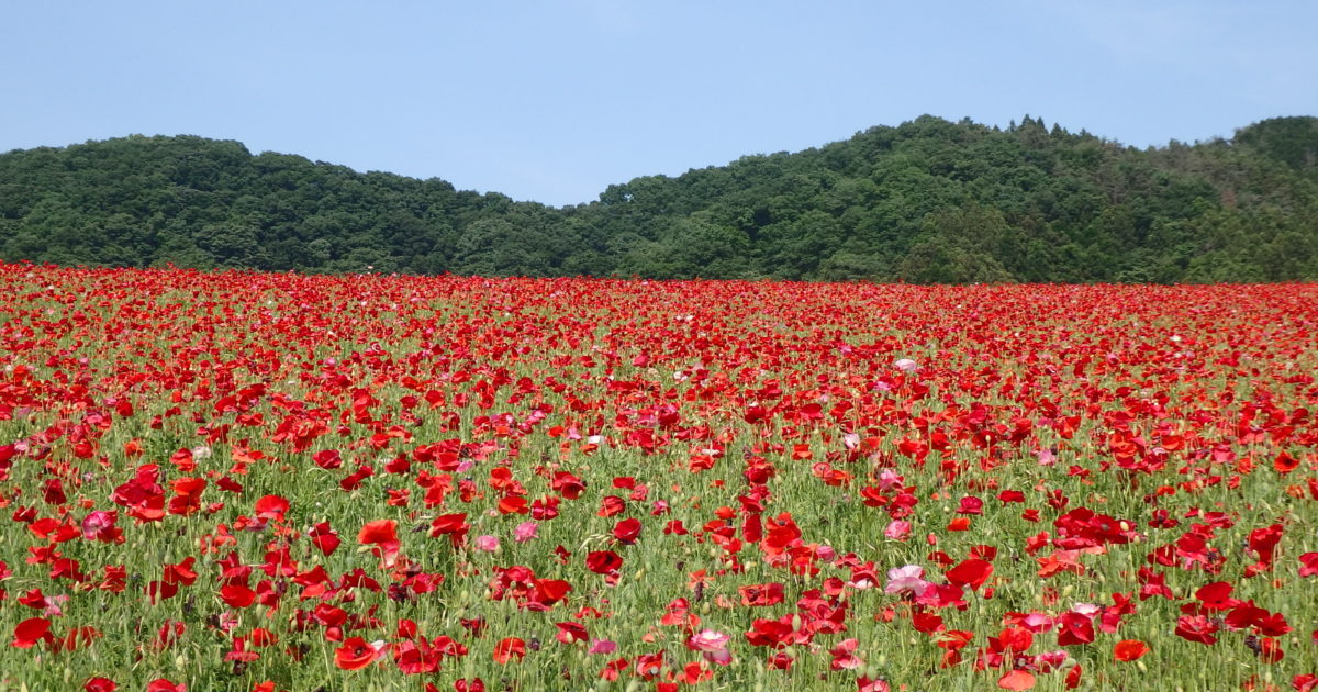 天空のポピー 彩の国ふれあい牧場近くの高原で青空に映える真赤な花 オマツリジャパン 毎日 祭日