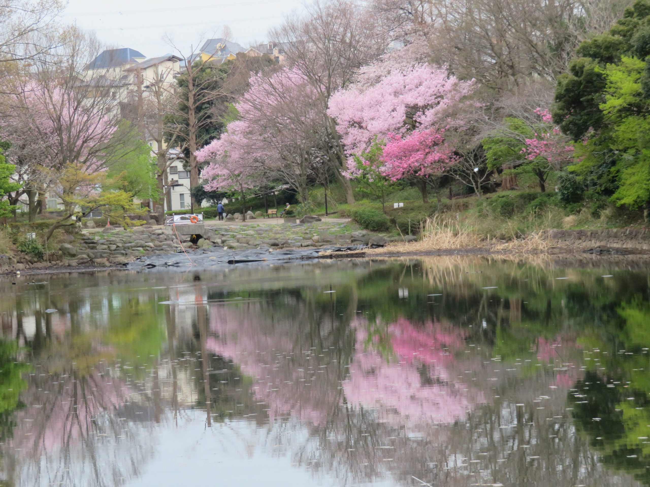 三ツ池公園さくらまつり 穏やかな池の水面に映りこむ多品種の桜の花の彩り オマツリジャパン あなたと祭りをつなげるメディア