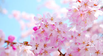 【花見特集2020】桜の季節到来！各地で開催される桜まつり&amp;花見スポット！
