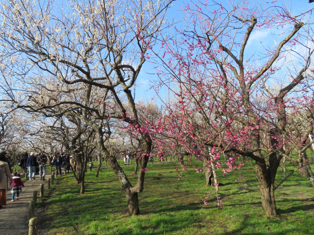 水戸の桜まつり 夜間にライトアップされる千波湖を一周する遊歩道の桜並木 オマツリジャパン 毎日 祭日