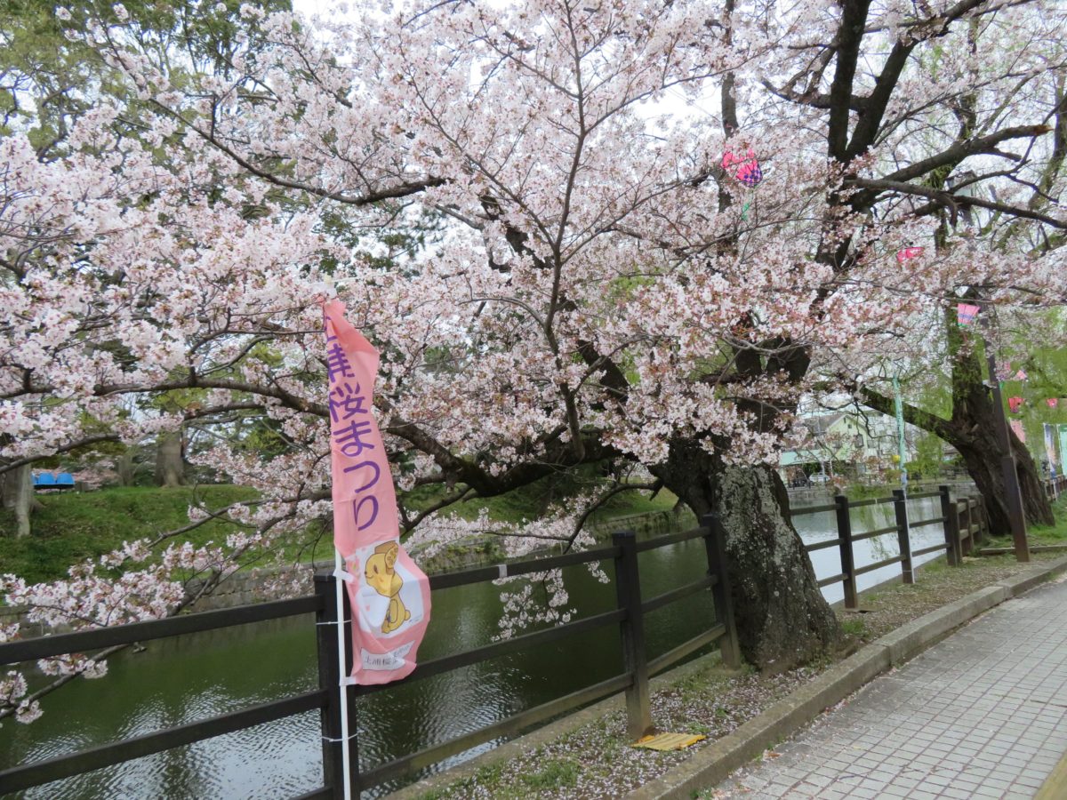 土浦桜まつり 旧水戸街道沿いの城下町 宿場町を彩る亀城公園の桜 オマツリジャパン 毎日 祭日