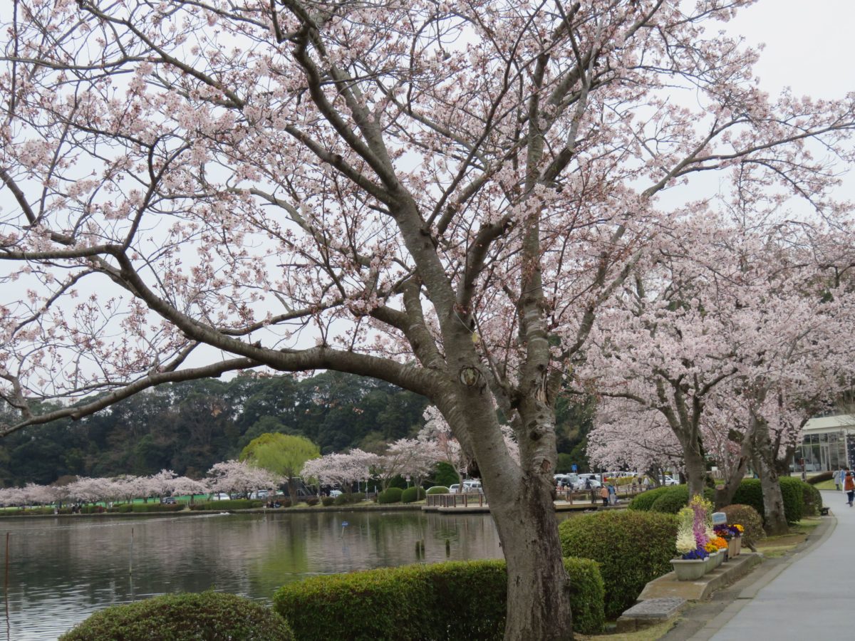 水戸の桜まつり 夜間にライトアップされる千波湖を一周する遊歩道の桜並木 オマツリジャパン 毎日 祭日