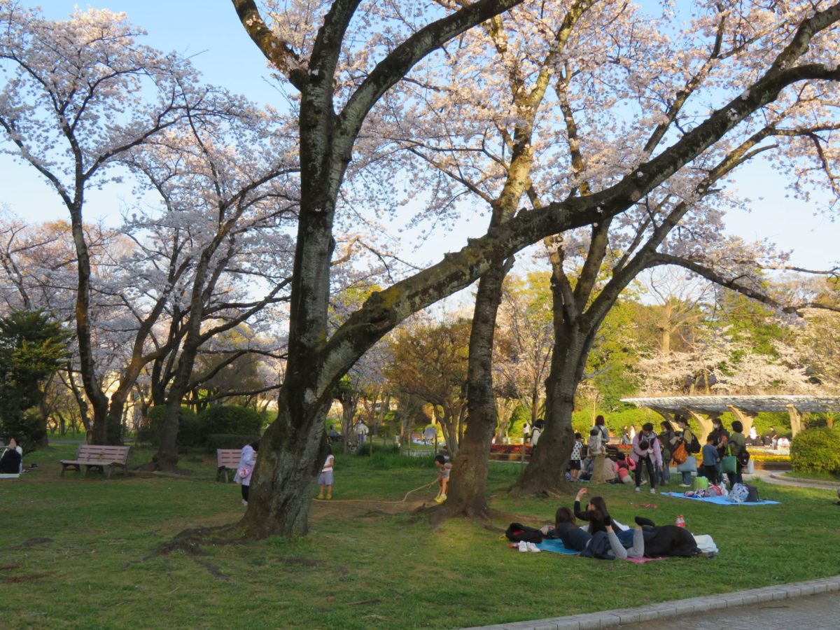 里見公園桜まつり 江戸川東岸の市川市国府台の合戦現場を彩る桜 オマツリジャパン 毎日 祭日