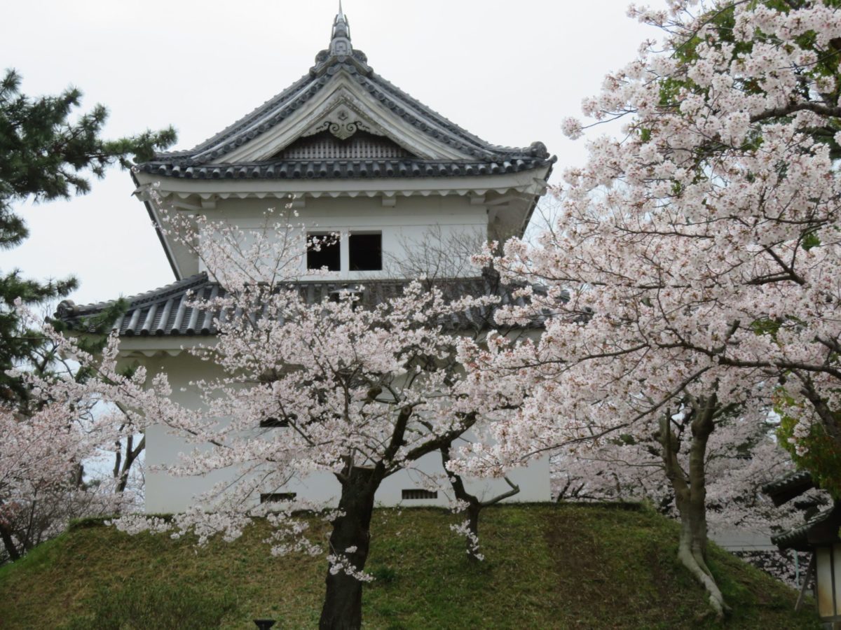 土浦桜まつり 旧水戸街道沿いの城下町 宿場町を彩る亀城公園の桜 オマツリジャパン 毎日 祭日