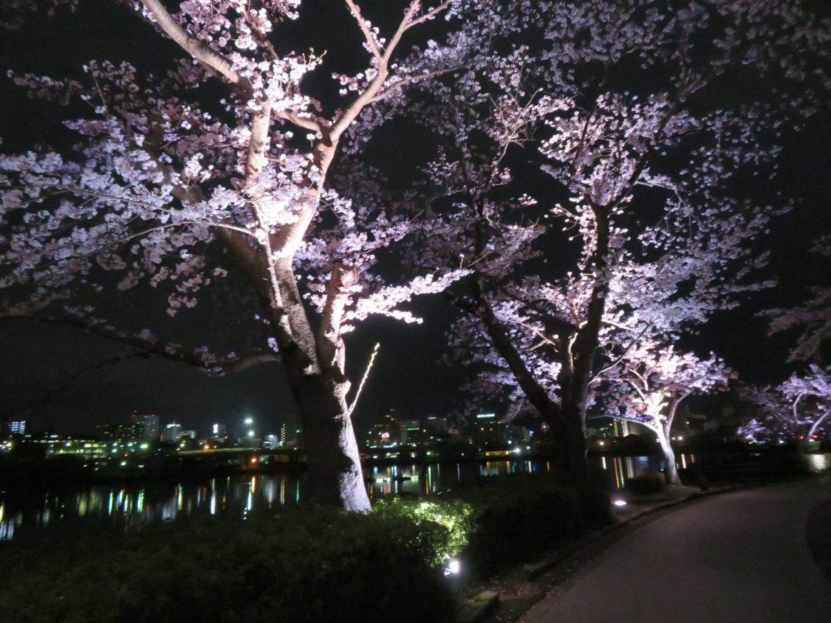 水戸の桜まつり 夜間にライトアップされる千波湖を一周する遊歩道の桜並木 オマツリジャパン 毎日 祭日