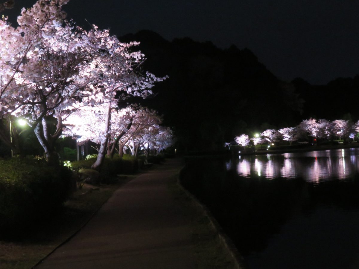 水戸の桜まつり 夜間にライトアップされる千波湖を一周する遊歩道の桜並木 オマツリジャパン 毎日 祭日