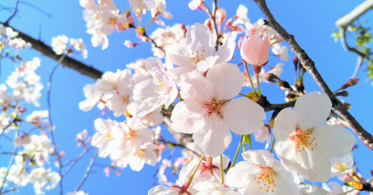 花の開花時期を総まとめ 見頃から花言葉までご紹介 オマツリジャパン あなたと祭りをつなげるメディア