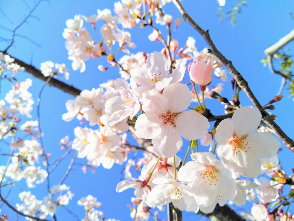 花の開花時期を総まとめ 見頃から花言葉までご紹介 オマツリジャパン 毎日 祭日