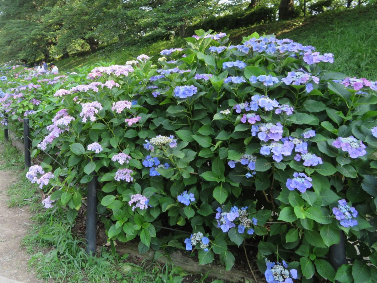 幸手あじさいまつり 桜 菜の花に続き初夏の権現堂堤を彩るあじさい オマツリジャパン 毎日 祭日