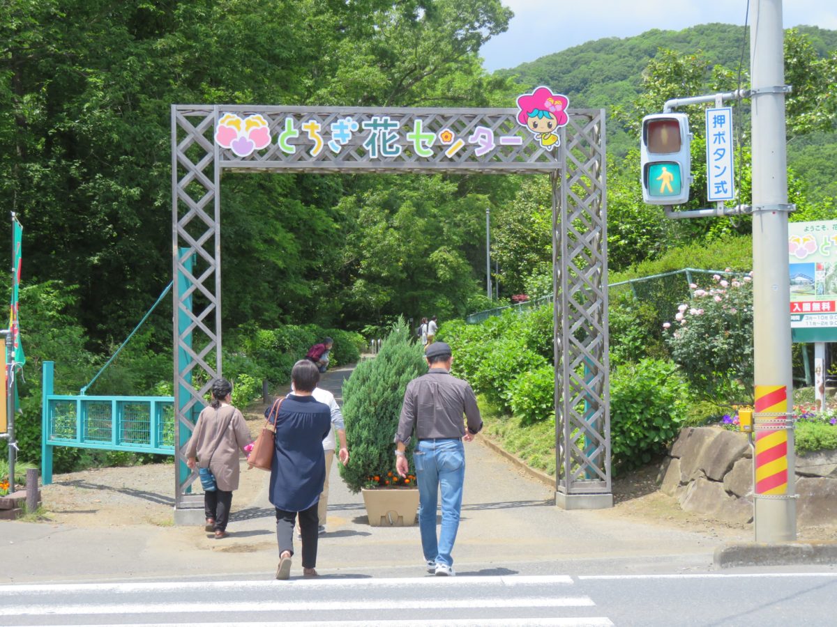 とちぎ花センター ローズフェスタ 花園には近郊の園芸家が育成した青バラ オマツリジャパン 毎日 祭日