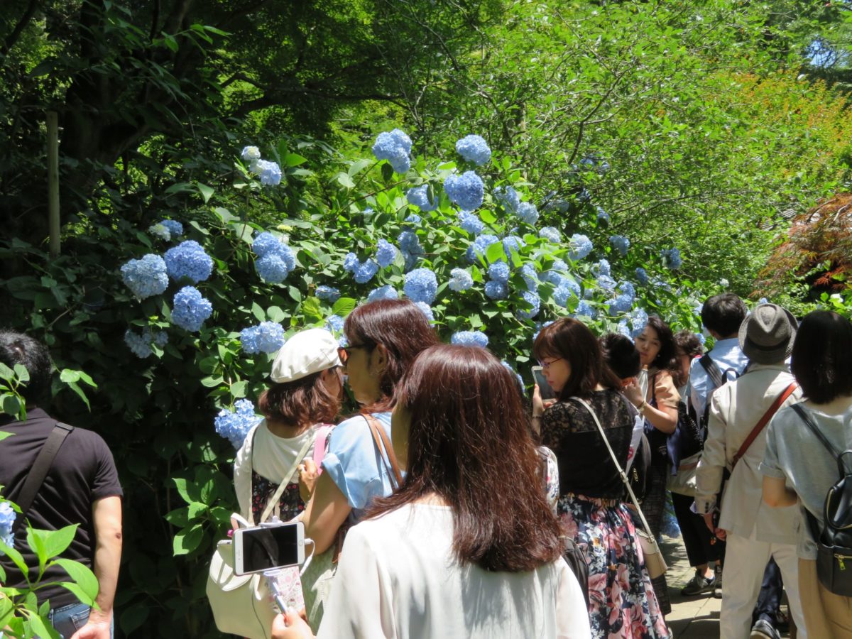 鎌倉のあじさい名所4選 明月院 東慶寺 御霊神社 極楽寺 オマツリジャパン 毎日 祭日