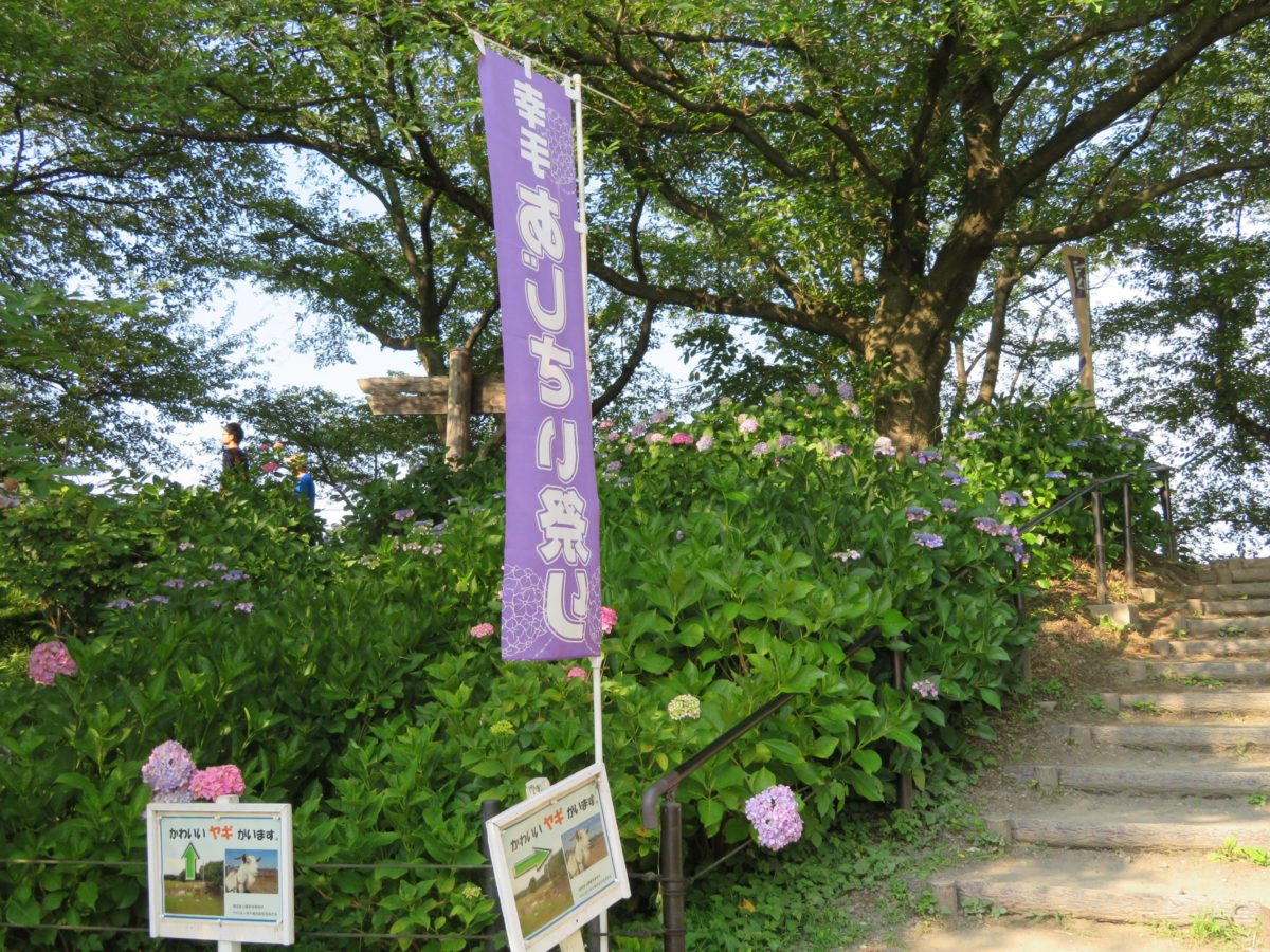 幸手あじさいまつり 桜 菜の花に続き初夏の権現堂堤を彩るあじさい オマツリジャパン 毎日 祭日