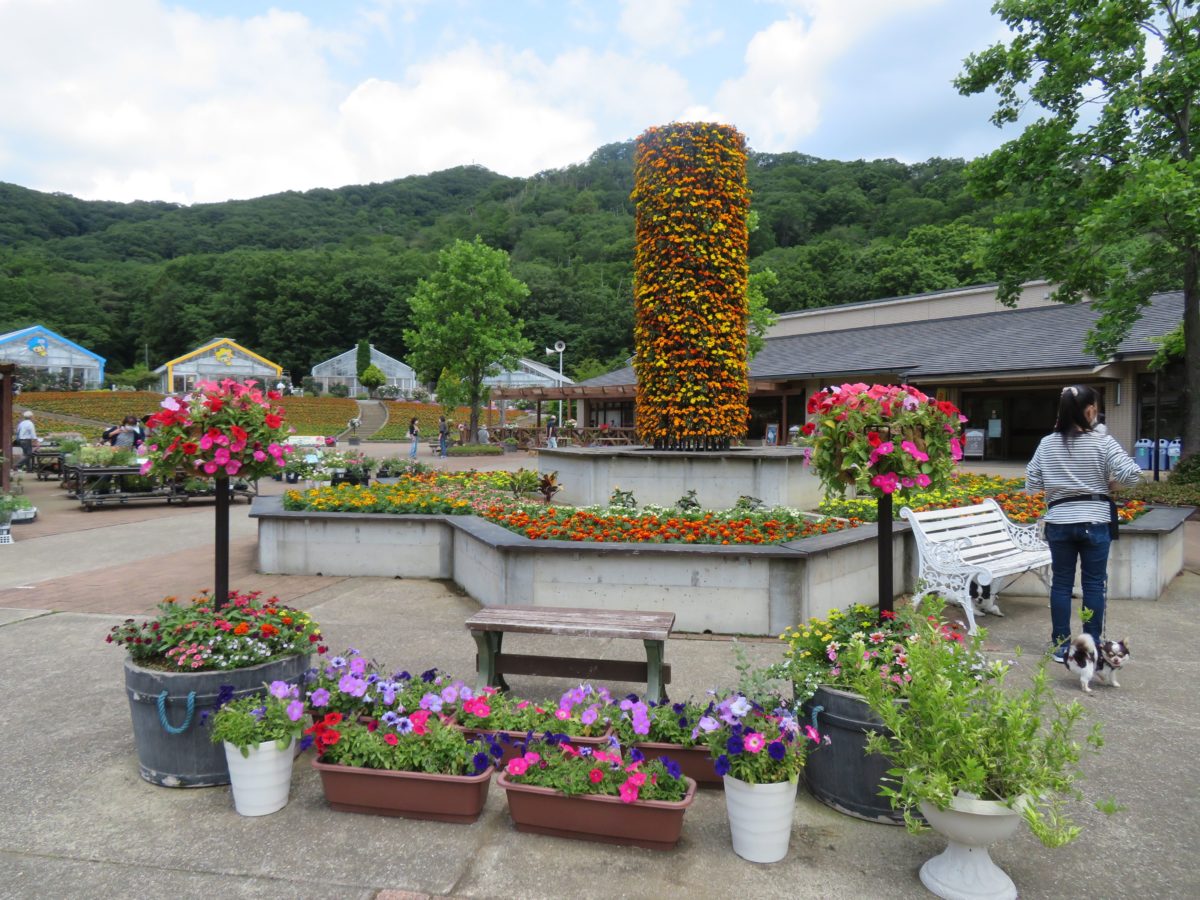 とちぎ花センター ローズフェスタ 花園には近郊の園芸家が育成した青バラ オマツリジャパン 毎日 祭日