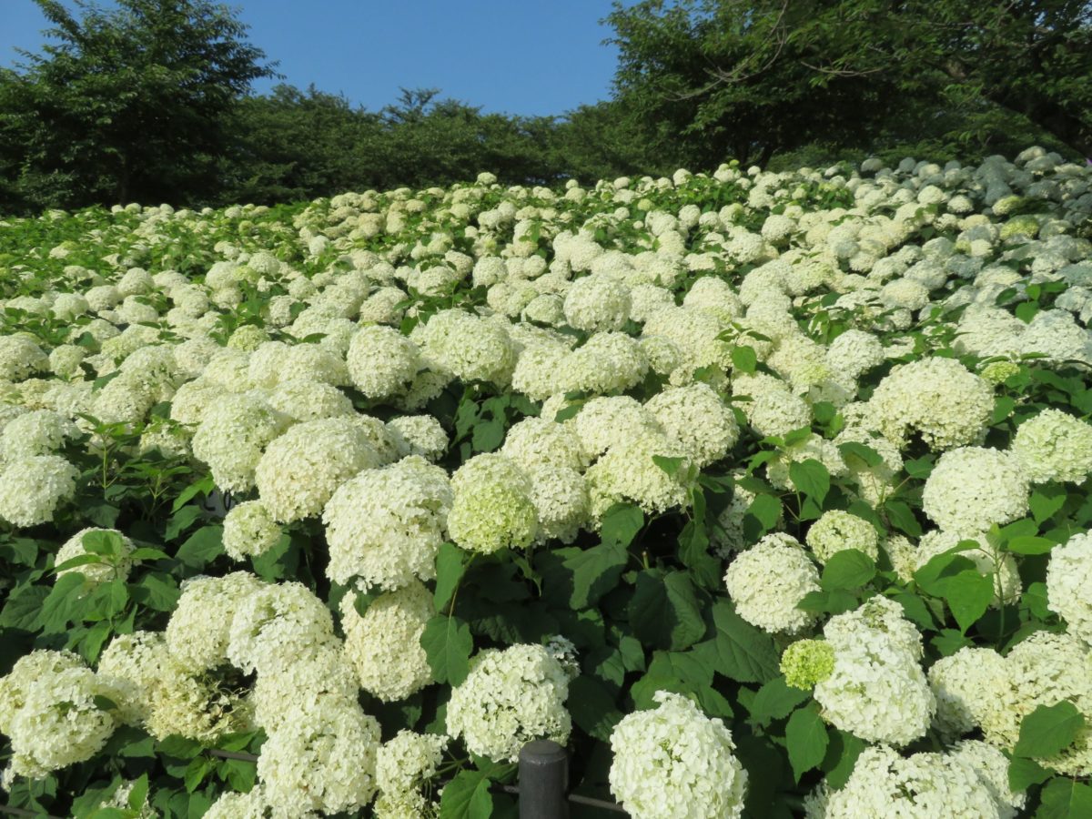 幸手あじさいまつり 桜 菜の花に続き初夏の権現堂堤を彩るあじさい オマツリジャパン 毎日 祭日