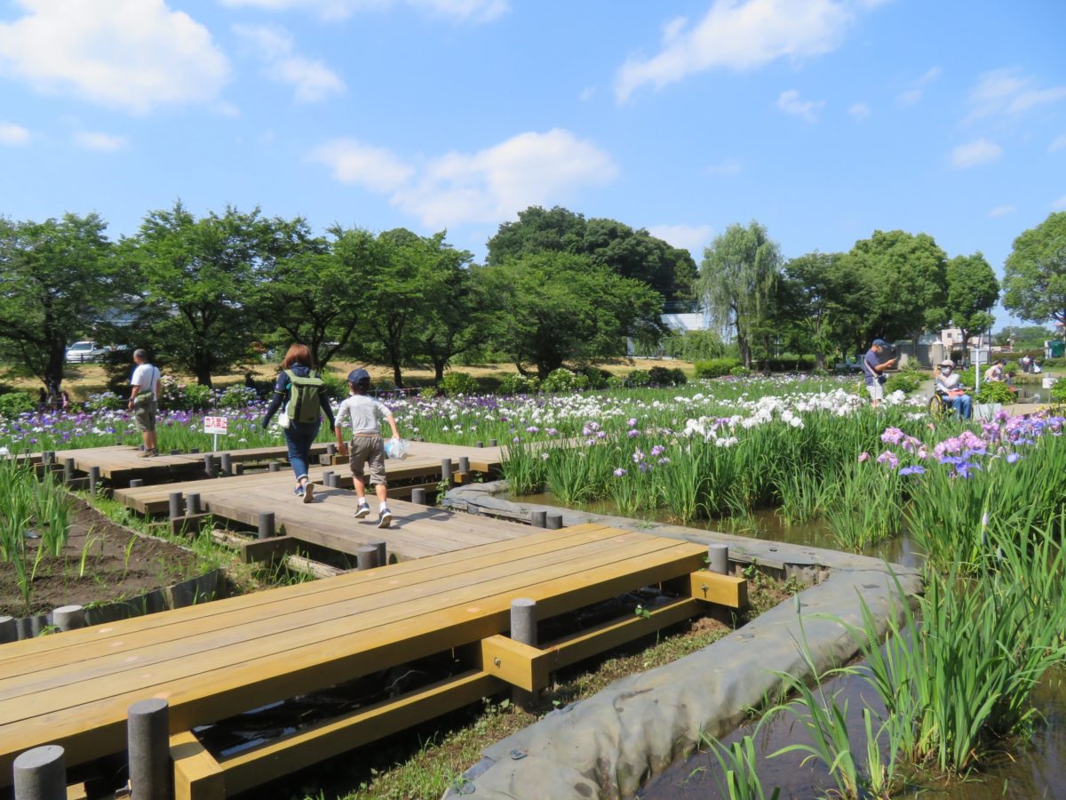 あげお花しょうぶ祭り 子育てファミリーに最適 上尾丸山公園で花菖蒲を鑑賞 オマツリジャパン 毎日 祭日