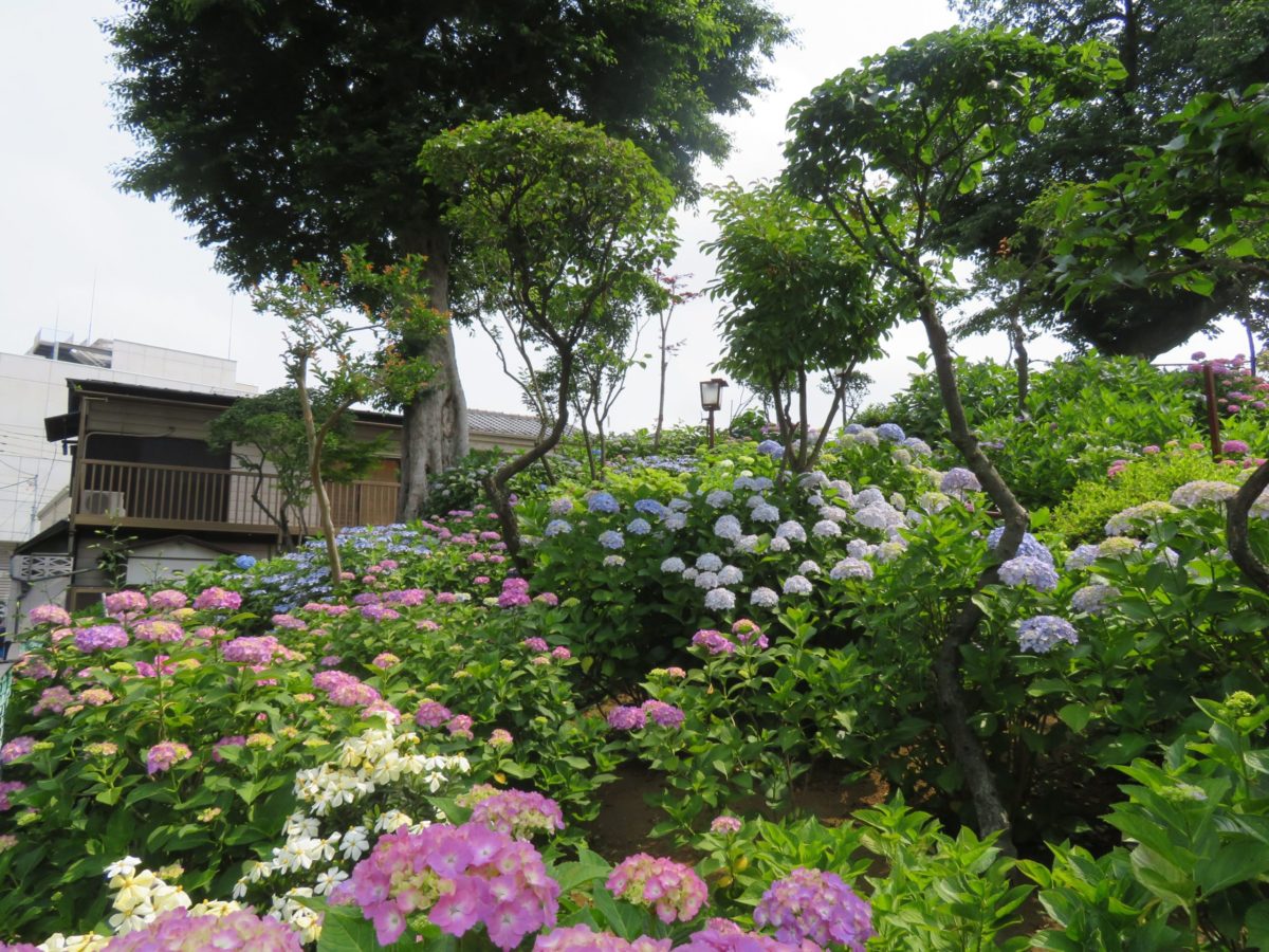 文京あじさいまつり 白山神社の富士塚で立体的に重なり合うあじさいの花 オマツリジャパン 毎日 祭日