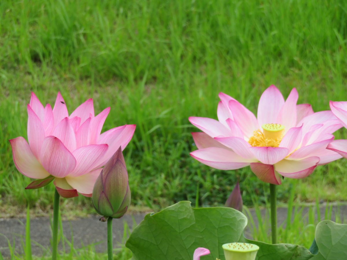 つがの里ハスまつり ハスやスイレンがバランスよく彩る栃木の花園 オマツリジャパン 毎日 祭日