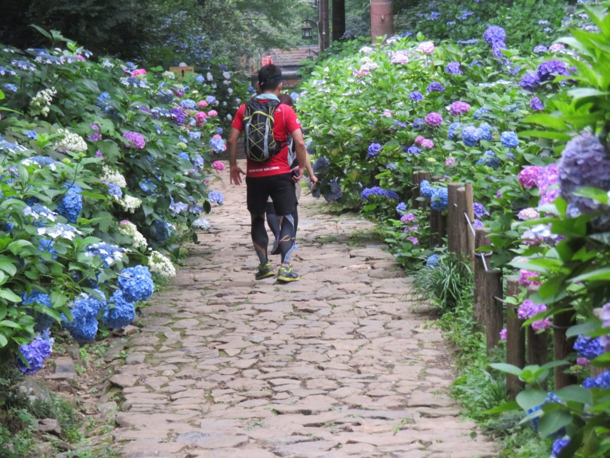 太平山とちぎあじさいまつり 蔵造りの街並を見下ろす太平山の初夏の彩り オマツリジャパン 毎日 祭日