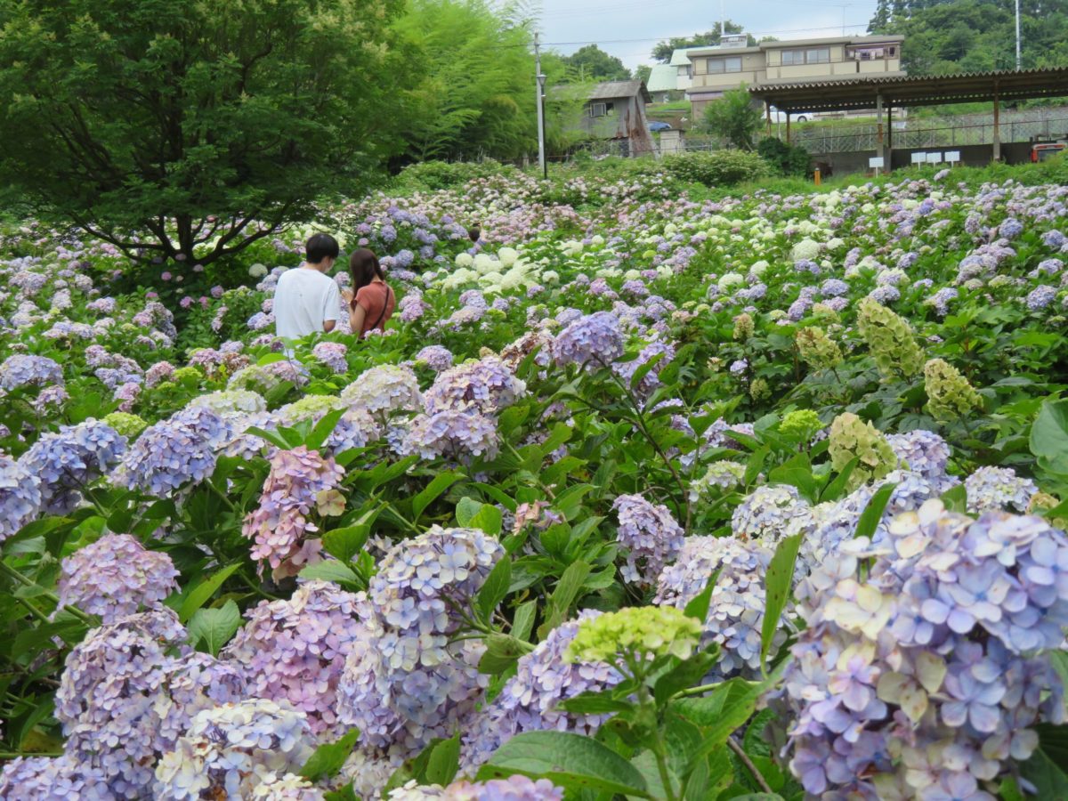 荻窪公園アジサイまつり 前橋の赤城山南麓に建つ道の駅を包む初夏の彩り オマツリジャパン 毎日 祭日