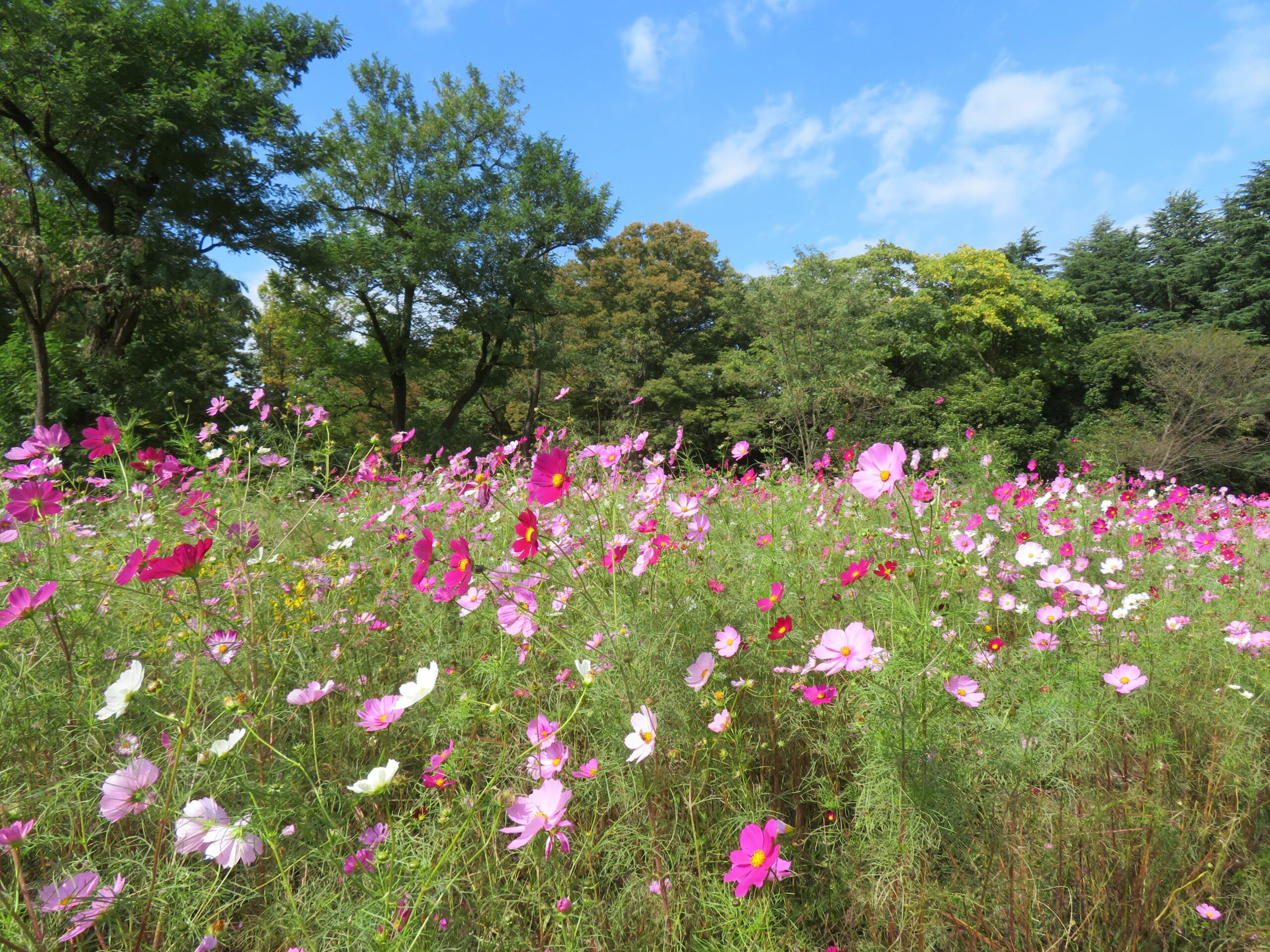 小金井公園コスモスまつり 秋の彩りで包まれる玉川上水沿いの公園 オマツリジャパン あなたと祭りをつなげるメディア