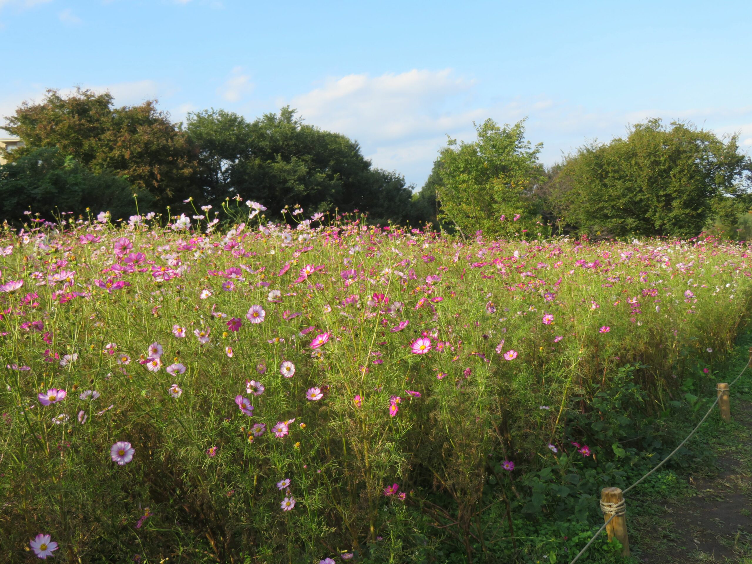 国営昭和記念公園コスモスまつり 趣の異なる花を咲かせる秋の風物詩 オマツリジャパン あなたと祭りをつなげるメディア