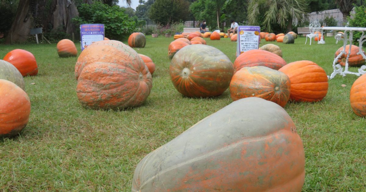 ハロウィン パーティー おばけカボチャが転がる夢の島熱帯植物館 オマツリジャパン 毎日 祭日