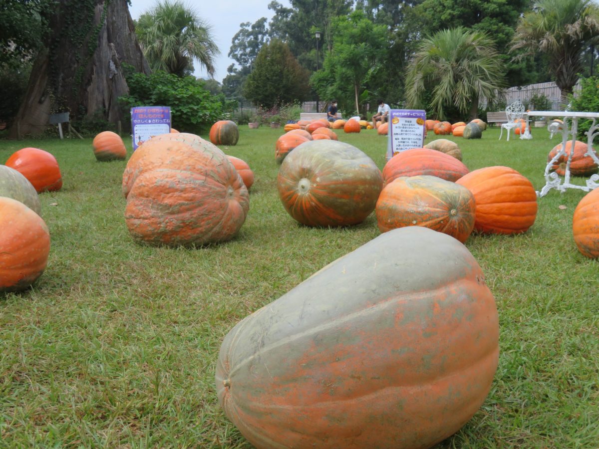 ハロウィン パーティー おばけカボチャが転がる夢の島熱帯植物館 オマツリジャパン 毎日 祭日