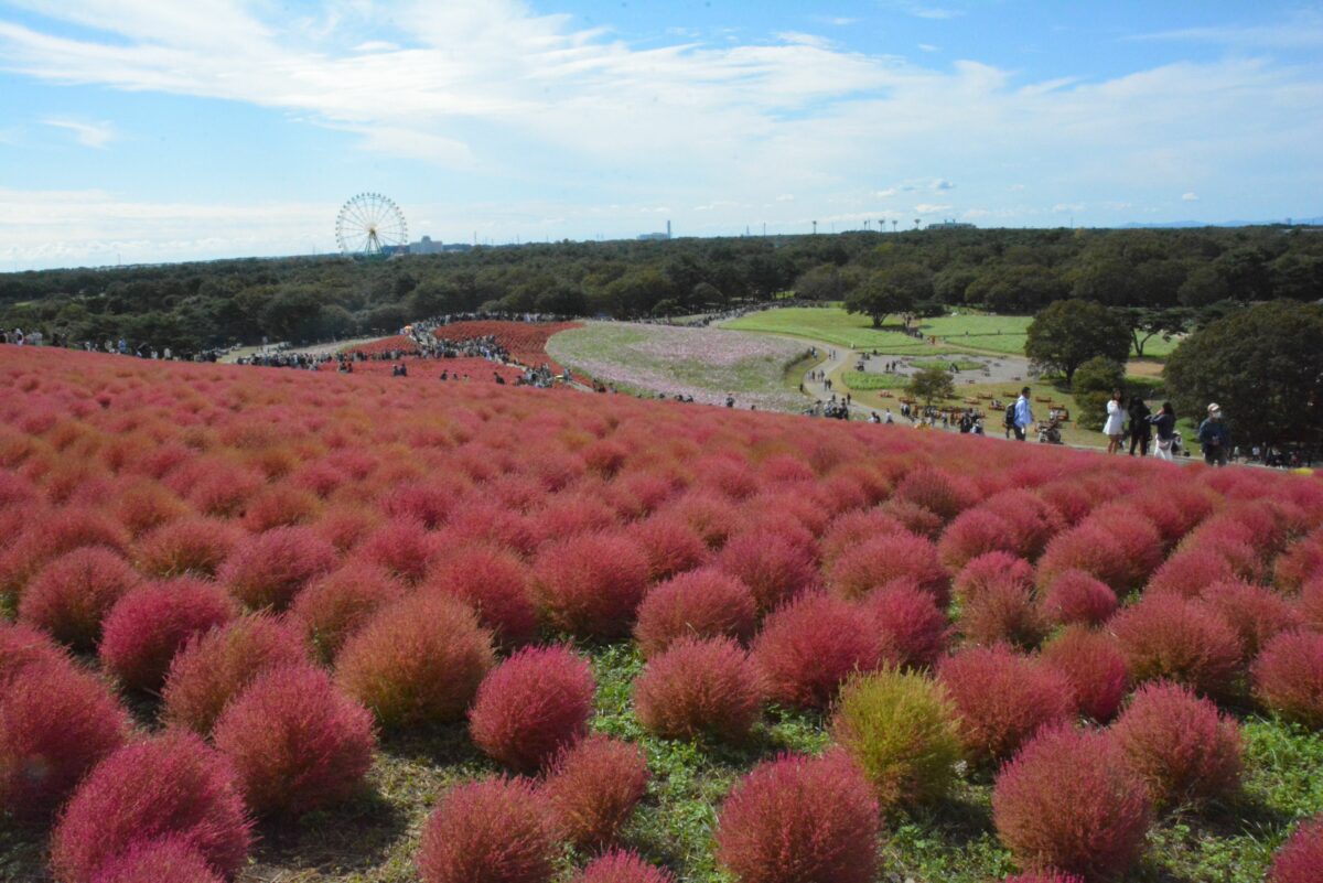 きてみてさわってコキアカーニバル みはらしの丘を埋め尽くす球状の紅葉 オマツリジャパン 毎日 祭日