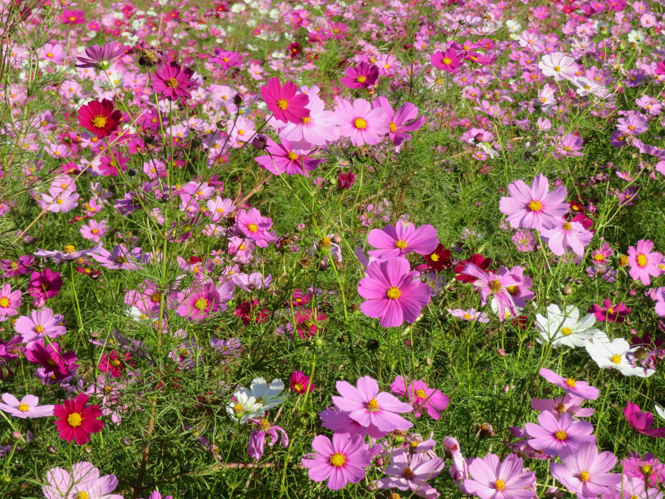 くりはま花の国コスモスまつり 数種類の品種で長期間楽しめる秋の彩り オマツリジャパン あなたと祭りをつなげるメディア