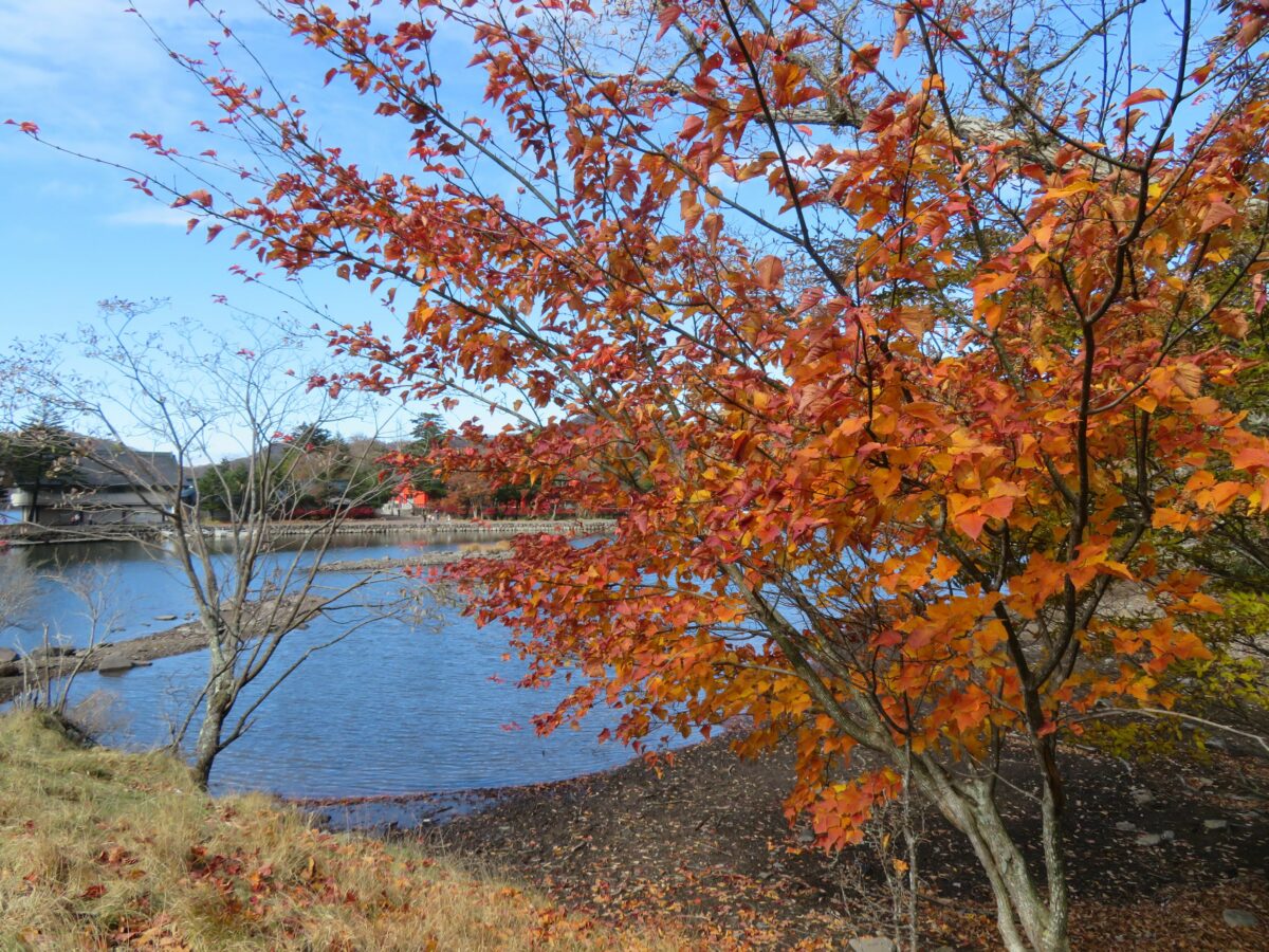 赤城山の紅葉 高原の秋の彩りに包まれるカルデラ湖の大沼や神社の境内 オマツリジャパン 毎日 祭日