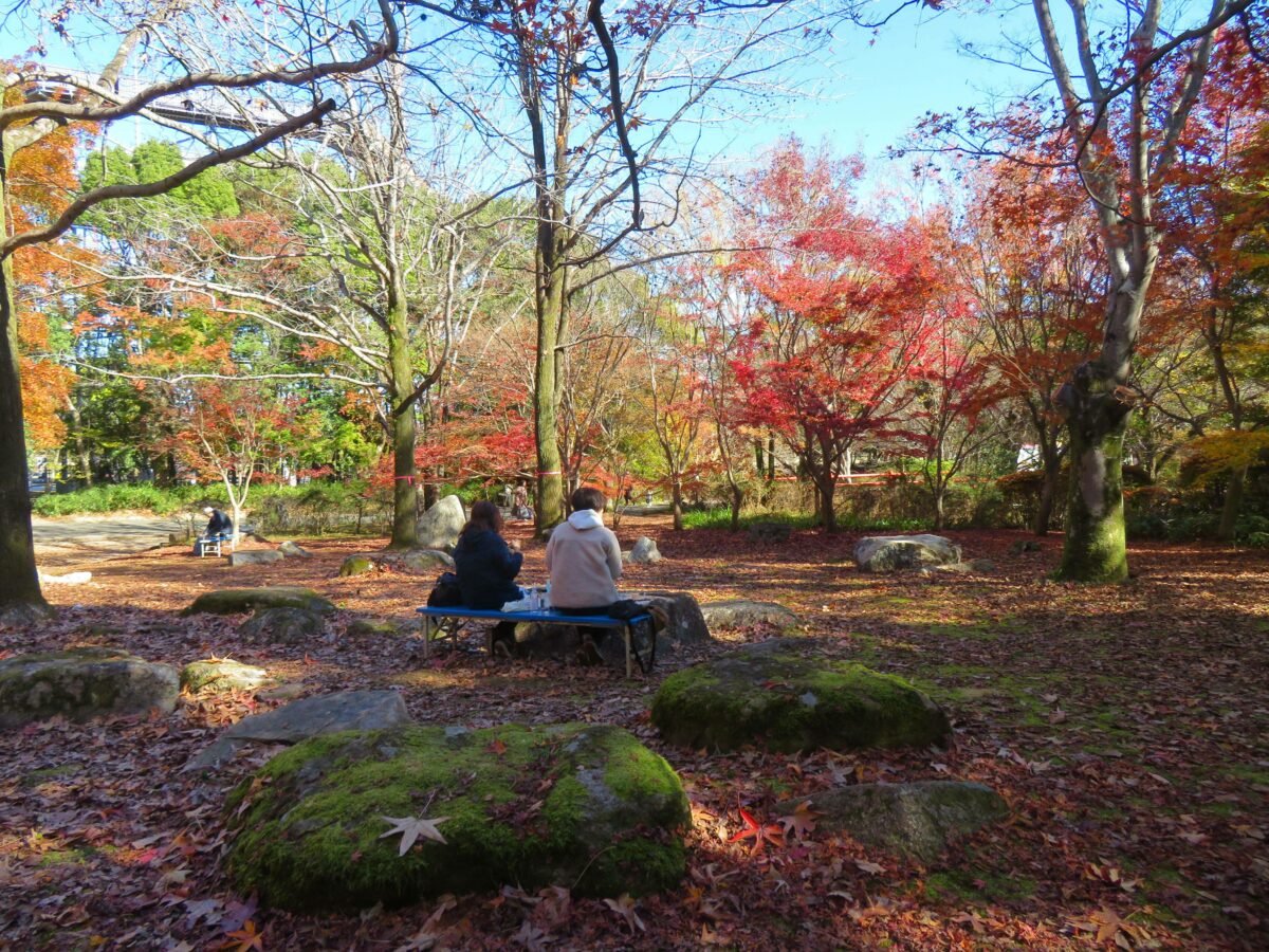 万博記念公園紅葉まつり ソラードを空中散歩しながら楽しむ万葉の里の秋 オマツリジャパン 毎日 祭日