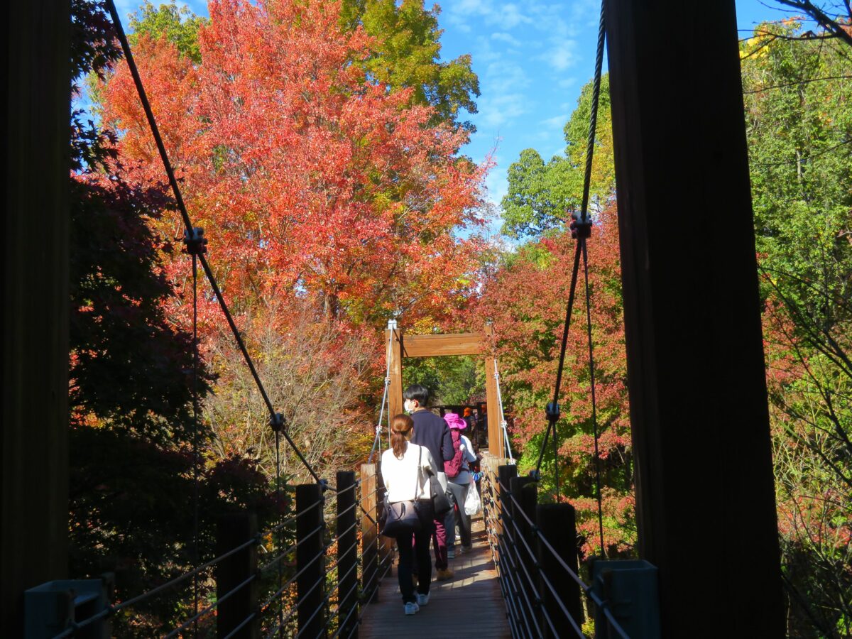 万博記念公園紅葉まつり ソラードを空中散歩しながら楽しむ万葉の里の秋 オマツリジャパン 毎日 祭日