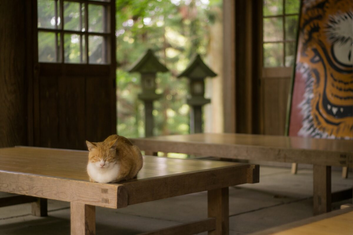 ねこ寺 猫に縁を持つ寺院5選 猫が多いだけじゃない オマツリジャパン 毎日 祭日