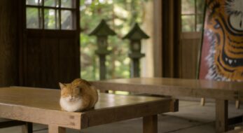 【ねこ寺】猫に縁を持つ寺院5選！猫が多いだけじゃない？
