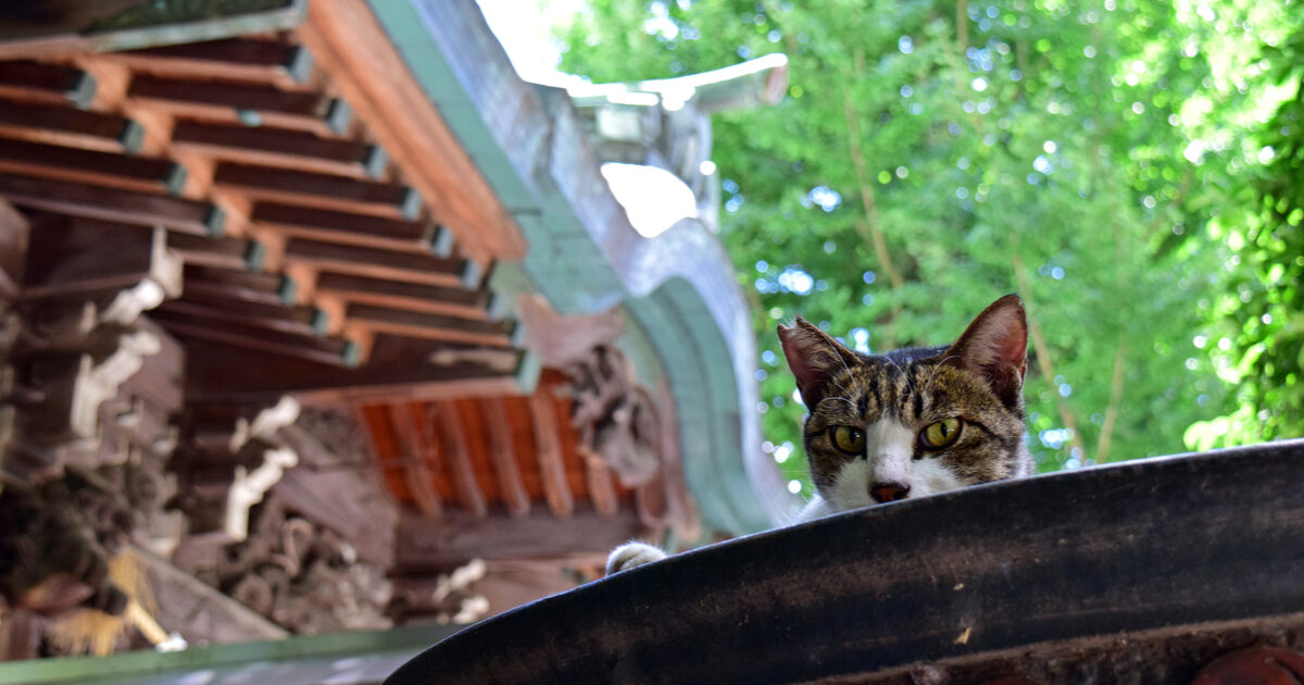 ねこ神社 猫にまつわる国内の神社5選 オマツリジャパン あなたと祭りをつなげるメディア