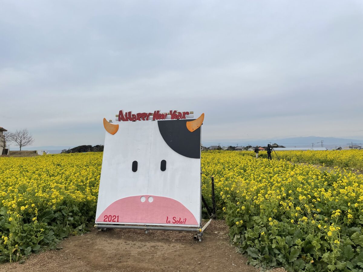 横須賀 ソレイユの丘 菜の花まつり 春の足音が 菜の花と富士山の競演 オマツリジャパン 毎日 祭日